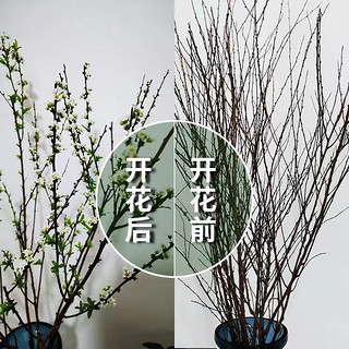 佳妍新年装饰雪柳年宵花鲜枝圣诞节装饰花卉20支桌面花卉