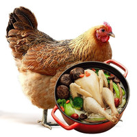 京典光年 JIN DIAN GUANG NIAN三黄鸡 走地鸡配送散养土鸡新鲜冷冻年货生鲜 800g 【3只装】