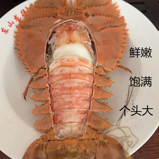 活冻琵琶虾  九齿扇虾 虾姑排虾排 海鲜水产生鲜 琵琶虾 1公斤约（7-10只）装