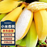 冠町 广西小米香蕉 一级果5斤装 新鲜水果生鲜