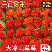 甜艾妮 四川大凉山红颜奶油草莓   3斤 特大果（单果30g-35g）