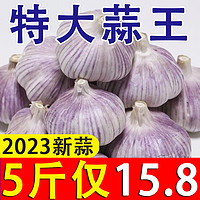 金乡大蒜 新鲜干大蒜头5斤装蒜种籽2023当季蔬菜紫皮特大10斤