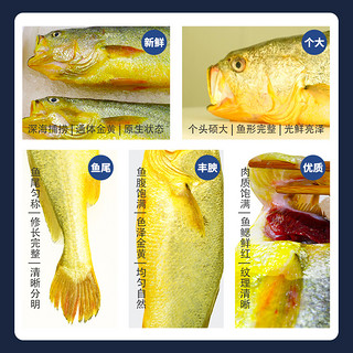 MIN XIA 闽峡 深海野化大黄鱼2只/箱礼盒装每只1.8~2斤冷冻黄花鱼新鲜海捕
