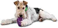 Premier-Pet-Products PetSafe 零食分配宠物玩具 - 忙碌的伙伴松鼠和小狗玩具-超小号、小号、中号和大号