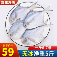 海捕小银鲳鱼5斤白鲳鱼海鲜水产鲜活速冻深海鱼平鱼镜鱼海鱼扁鱼
