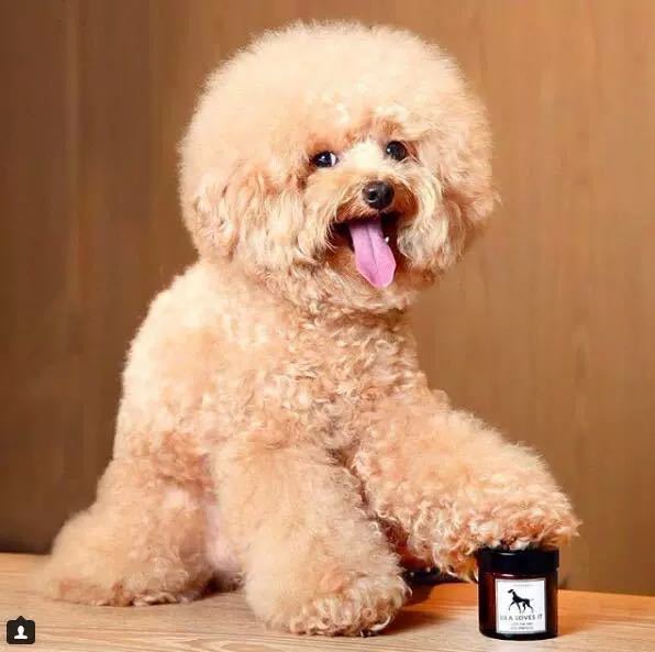 Lila Loves It 德国Lila Loves It护爪油脚掌护理精华宠物猫狗犬滋润膏霜60ml