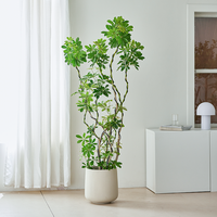 造型鸭脚木大型室内盆栽鸭掌木净化空气办公室客厅四季常青绿植