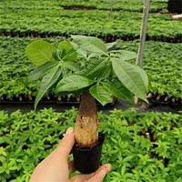 大发财树室内外花卉盆景植物盆栽大树摇钱树花苗客厅大型绿植 10厘米独杆发财树