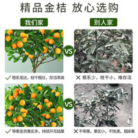四季金桔树苗盆栽带果客厅招财植物室内花卉绿植小橘子盆景年宵花