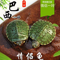 仟芸  巴西小乌龟大小活体活物红耳龟水龟观赏乌龟好养活宠物龟 翡翠巴西龟 单身龟1只 2-3厘米