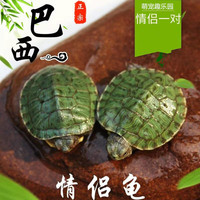 仟芸 巴西小乌龟大小活体活物红耳龟水龟观赏乌龟好养活宠物龟 翡翠巴西龟 单身龟1只 2-3厘米