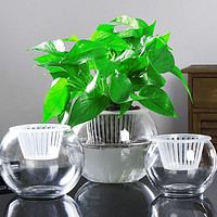 兰泽 创意水培植物玻璃花瓶透明水养绿萝花盆容器插花瓶圆球形鱼缸器皿