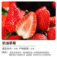 花矢 奶油草莓苗盆栽 2盆