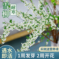 KaiShiguo Plants 开时果 雪柳  水培植物盆栽 10支  60cm