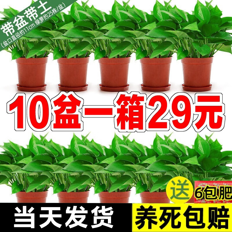 樱霞 绿萝盆栽室内植物绿植水培长藤垂吊大叶绿箩阳台家