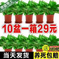 樱霞 绿萝盆栽室内植物绿植水培长藤垂吊大叶绿箩阳台家