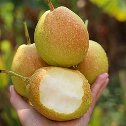 新疆库尔勒香梨1.8斤装 约10个左右新鲜水果香甜脆爽皮薄多汁