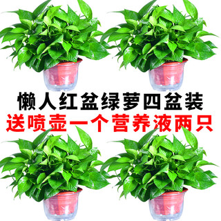 青源绿萝盆栽室内绿植花卉水培植物大叶绿箩 1盆360超大盆一盆顶六盆 带盆栽好
