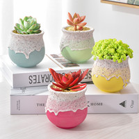 多肉植物小盆栽绿植花卉带盆室内大颗好养活组合套餐山地玫瑰