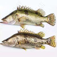 安峰山桂鱼淡水鳜鱼鳌花鱼现捕鲜活现杀整条季花鱼 一条约500g(净膛前)现杀现发 一条装