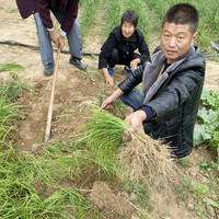 元井汇 紫根韭菜 韭菜种子 蔬菜种子雪韭菜籽 绿色蔬菜 阳台种菜庭院种植 白根韭菜种子（约800粒）