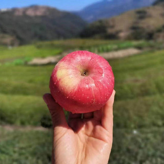 洛川苹果 红富士 陕西延安新鲜生鲜水果 轻食 15枚70特小果145-160g净约4.7斤 2.25kg