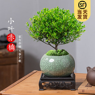 小叶赤楠盆景摆件 室内绿植花卉盆栽老桩（哥窑浸墨盆+苔藓+底座）