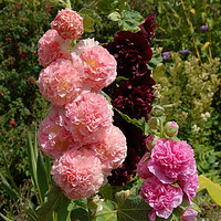 海蒂的花园重瓣蜀葵桃子与梦蜜桃乌龙庭院花园花卉植物小苗易养活