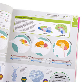 DK科普 大脑运作百科 英文原版 DK-How the Brain Works