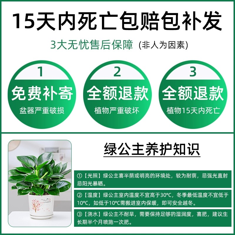 金钻盆栽植物铂金钻绿萝箩水培大叶绿植多肉办公室内懒人好养花卉