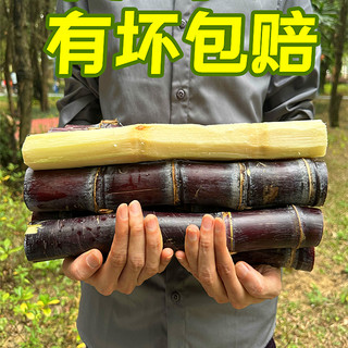 黄六爷 广西黑皮甘蔗10斤新鲜水果脆甜多汁应当季甜杆果蔗整箱特产