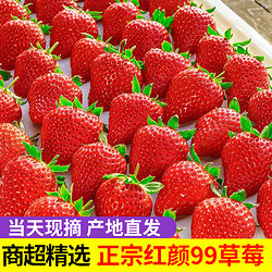 金百粟 大凉山新鲜草莓红颜99 水果甜奶油草莓 生鲜礼盒送礼 2斤净重中果