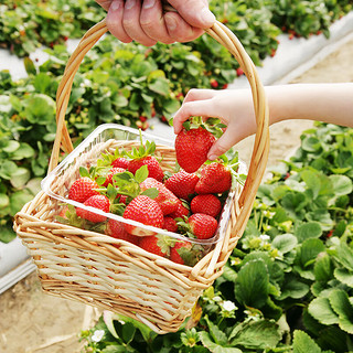 鲁禧 大凉山奶油草莓香甜 水果应季新鲜时令水果生鲜 净重2.5-3斤装