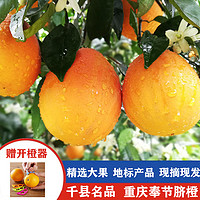 逮果 重庆奉节脐橙 当季水果特级大果新鲜橙子10斤生鲜水果年货礼盒 特级10斤礼盒装