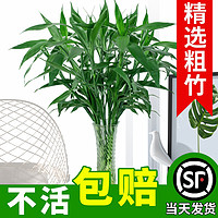 富贵竹水培植物水养发财树带根客厅绿植招财转运竹子花卉盆栽室内