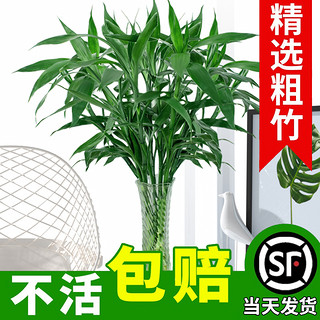 富贵竹水培植物水养发财树带根客厅绿植招财转运竹子花卉盆栽室内