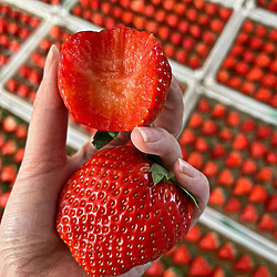 鑫汇利 巨无霸 红颜99草莓 2.5斤彩箱装单果30 -35克