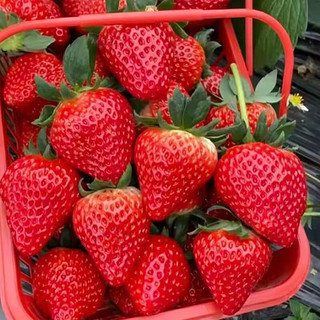 蜜企味 红颜99草莓 3斤 单果13-25克(拍2份合并发6斤)
