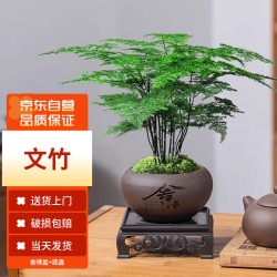 墨一 文竹盆栽室内客厅中式禅意盆景好养绿植办公室 文竹+舍得紫砂盆