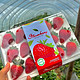  顶鲜佳 红颜草莓甜草莓礼盒装 特大果30克+　