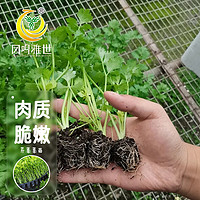 凤鸣雅世 西芹菜苗四季阳台盆栽阳台种植脆嫩大西芹菜苗大西芹菜苗6棵