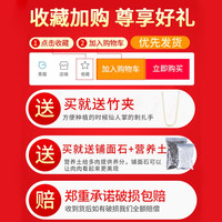 仙人掌仙人球多肉植物室内开花卉盆栽肉肉办公室内桌面