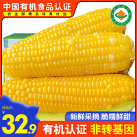 有机新鲜黄糯玉米甜黏糯米玉米粘苞米真空装非东北即食现摘非转基