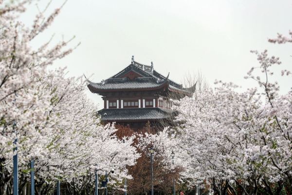 周末不加价!冬泡温泉,春看樱花!盐城唐风精舍酒店(大洋湾景区店) 唐风标准房1晚套餐(温泉票+景交车手环等)