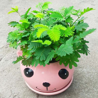 元井汇 含羞草盆栽植物室内儿童趣味绿植小盆栽办公室害羞草种子 含羞草种子（约300粒）