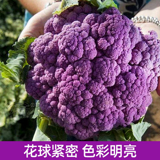 花椰菜种子苗宝塔菜蔬菜紫色花菜菜花西兰花种子种籽西蓝花孑籽种