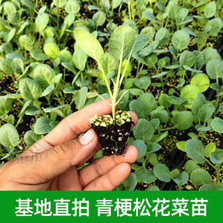 花椰菜种子苗宝塔菜蔬菜紫色花菜菜花西兰花种子种籽西蓝花孑籽种