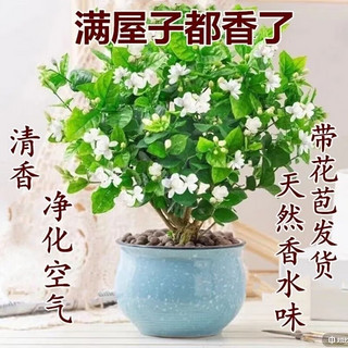 睿格达 四季开花茉莉花盆栽 带花苞