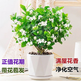 睿格达 四季开花茉莉花盆栽 带花苞