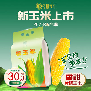 华田禾邦 玉米8根装 黄糯玉米棒 1.6~1.8KG 东北新鲜甜黏玉米粒
